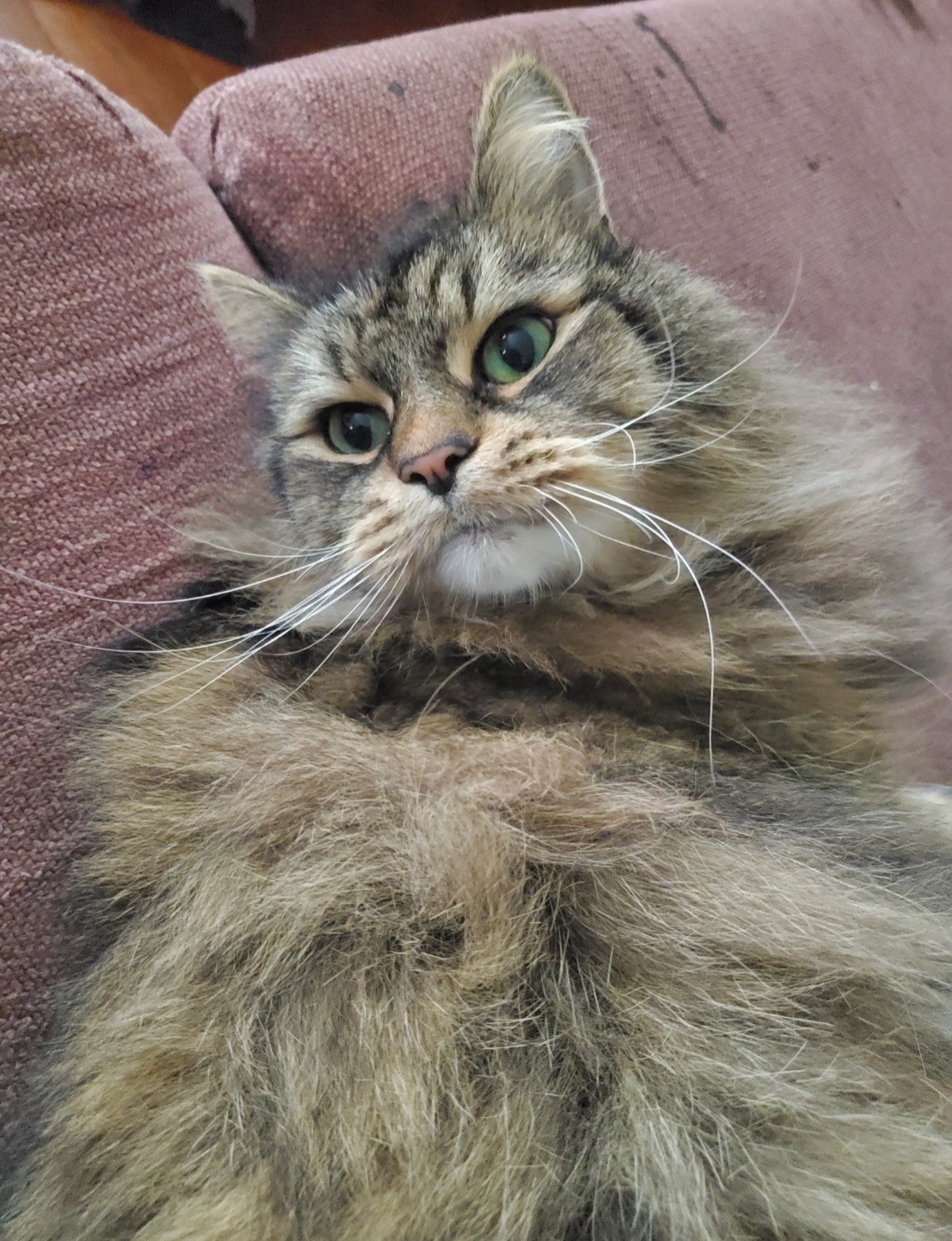 A long-haired gray and black tabby with green eyes on a burgundy couch