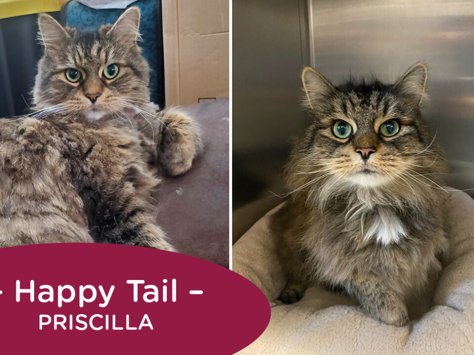 Two photos of a long-haired gray and black tabby with green eyes. Text reads Happy Tail: Priscilla