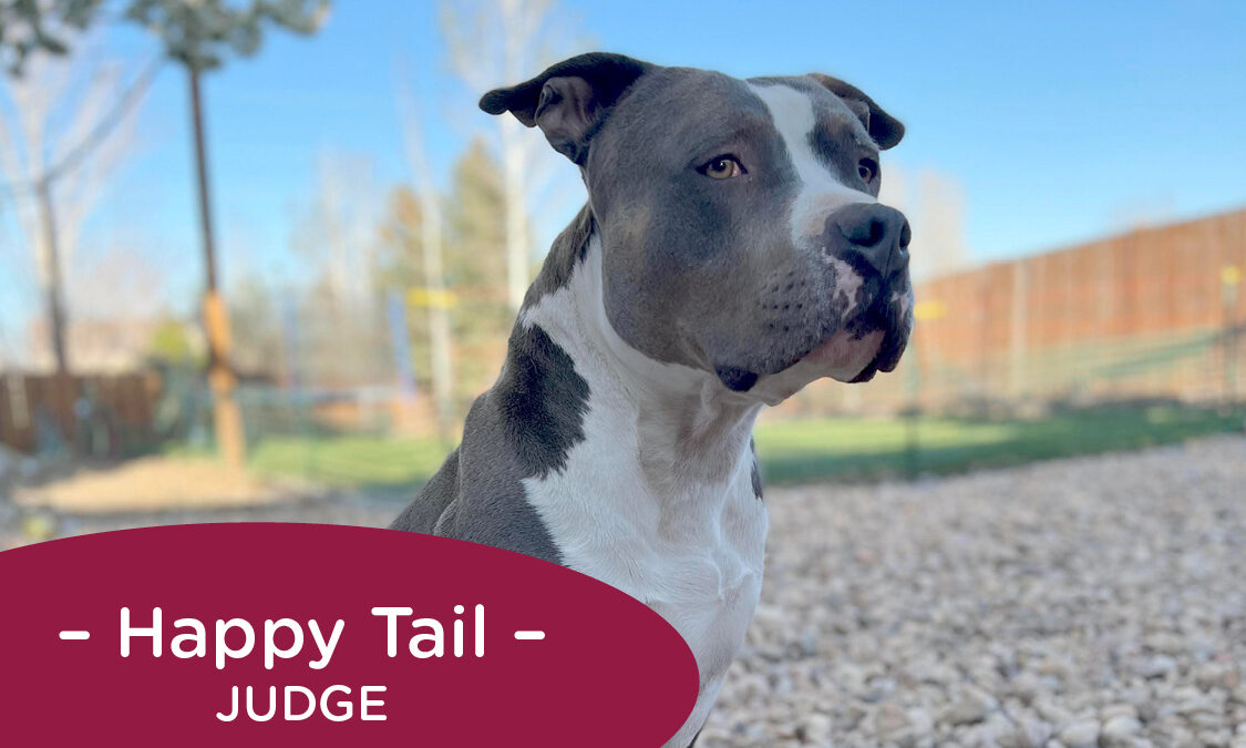 A gray and white pitbull-type dog sits outside looking off to the right. Text reads Happy Tail: Judge