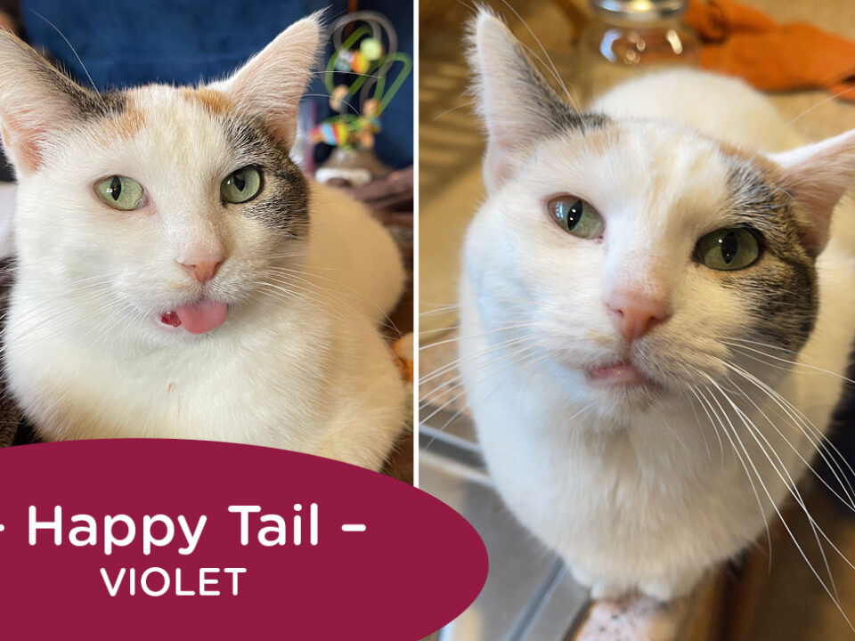 Two images of a piebald cat with green eyes looking at the camera. Text reads: Happy Tail: Violet