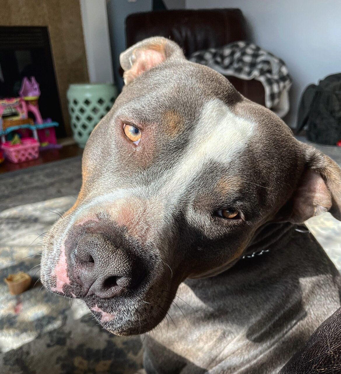 Closeup of a gray and white pitbull-type dog looking at the camera