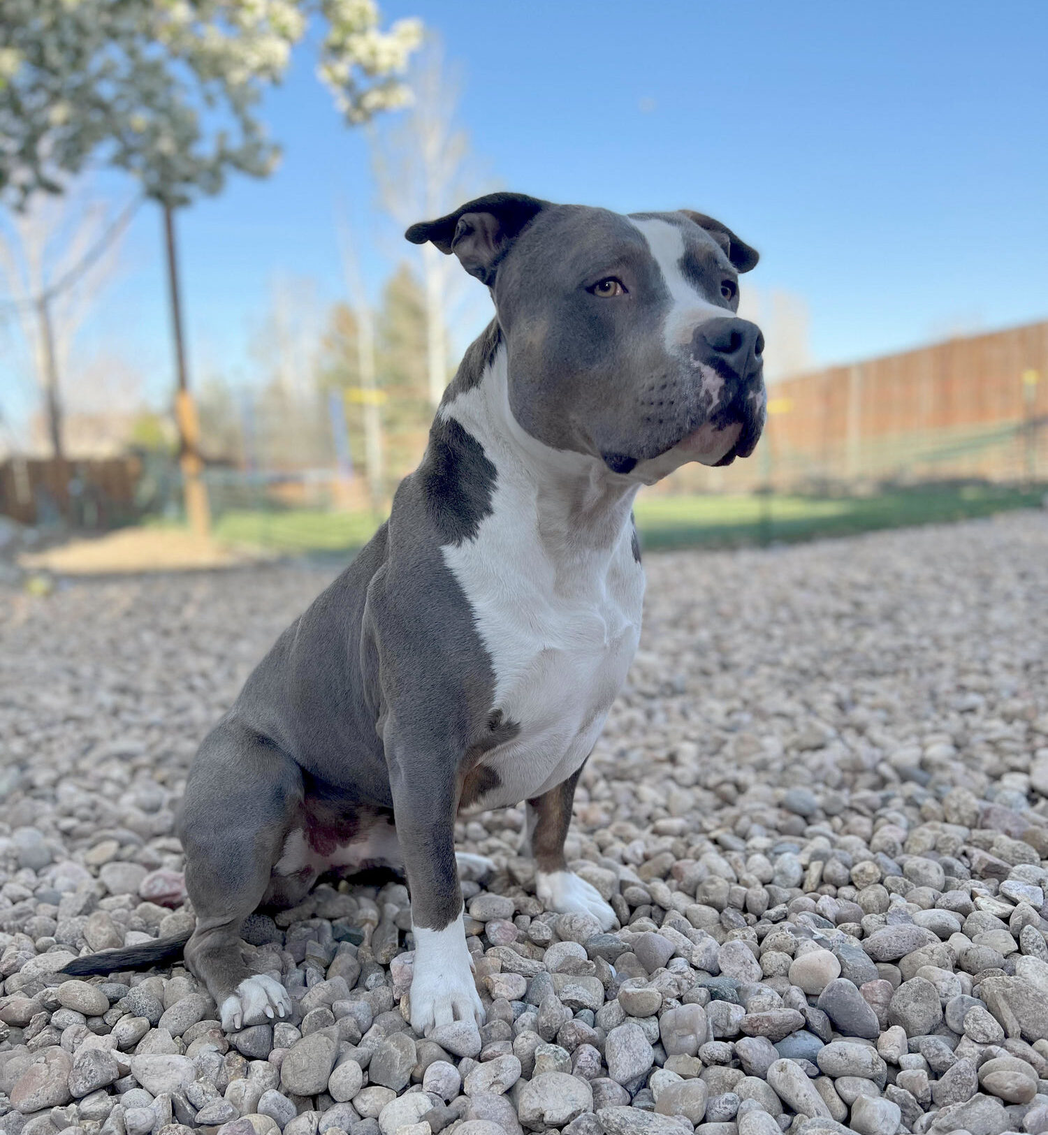 A gray and white pitbull-type dog sits outside looking off to the right.