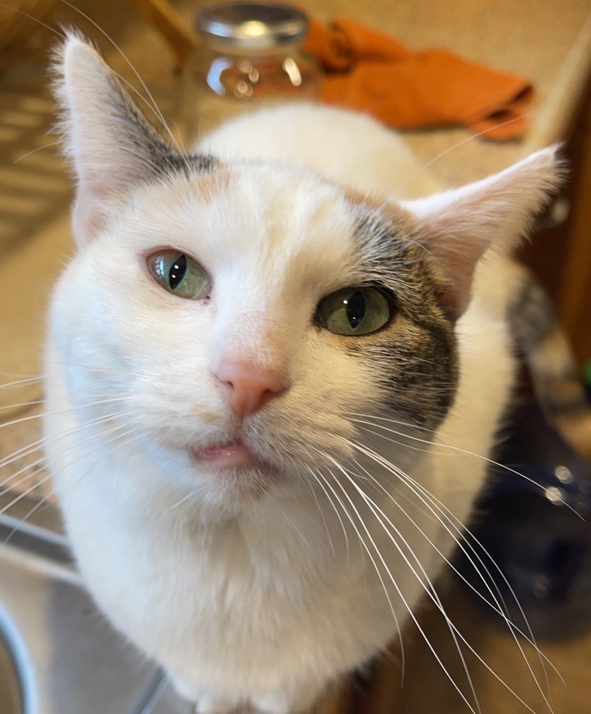 Violet, a piebald cat with green eyes looks up at the camera from the kitchen counter