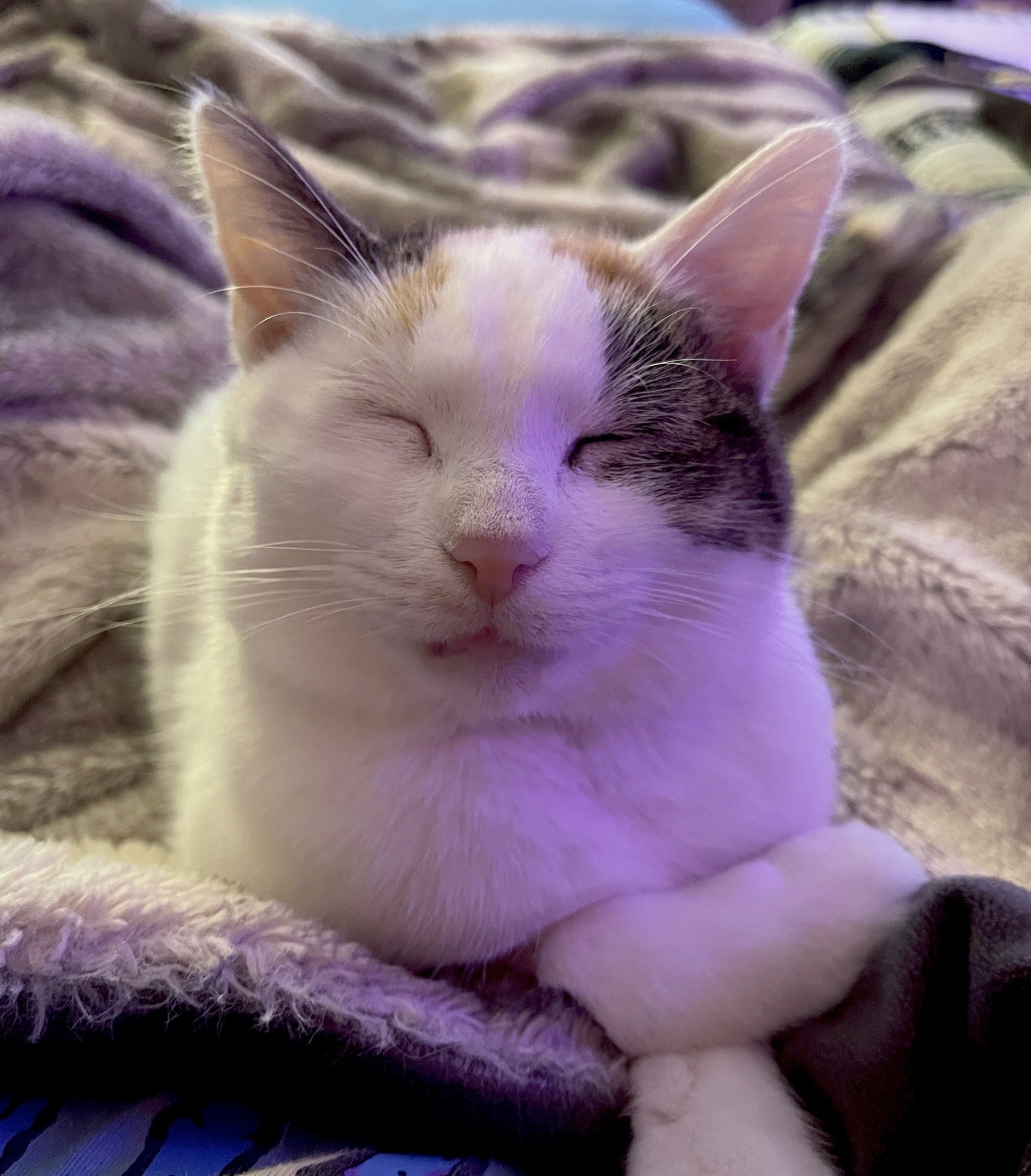 Violet, a piebald cat resting on a blanket
