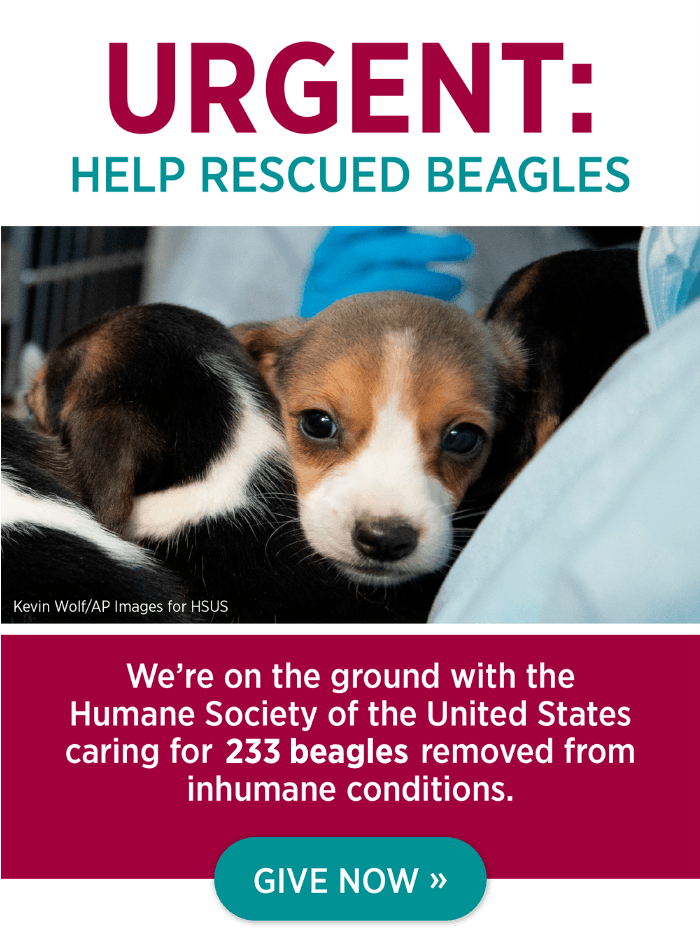 URGENT: Help Rescued Beagles. Give now!
