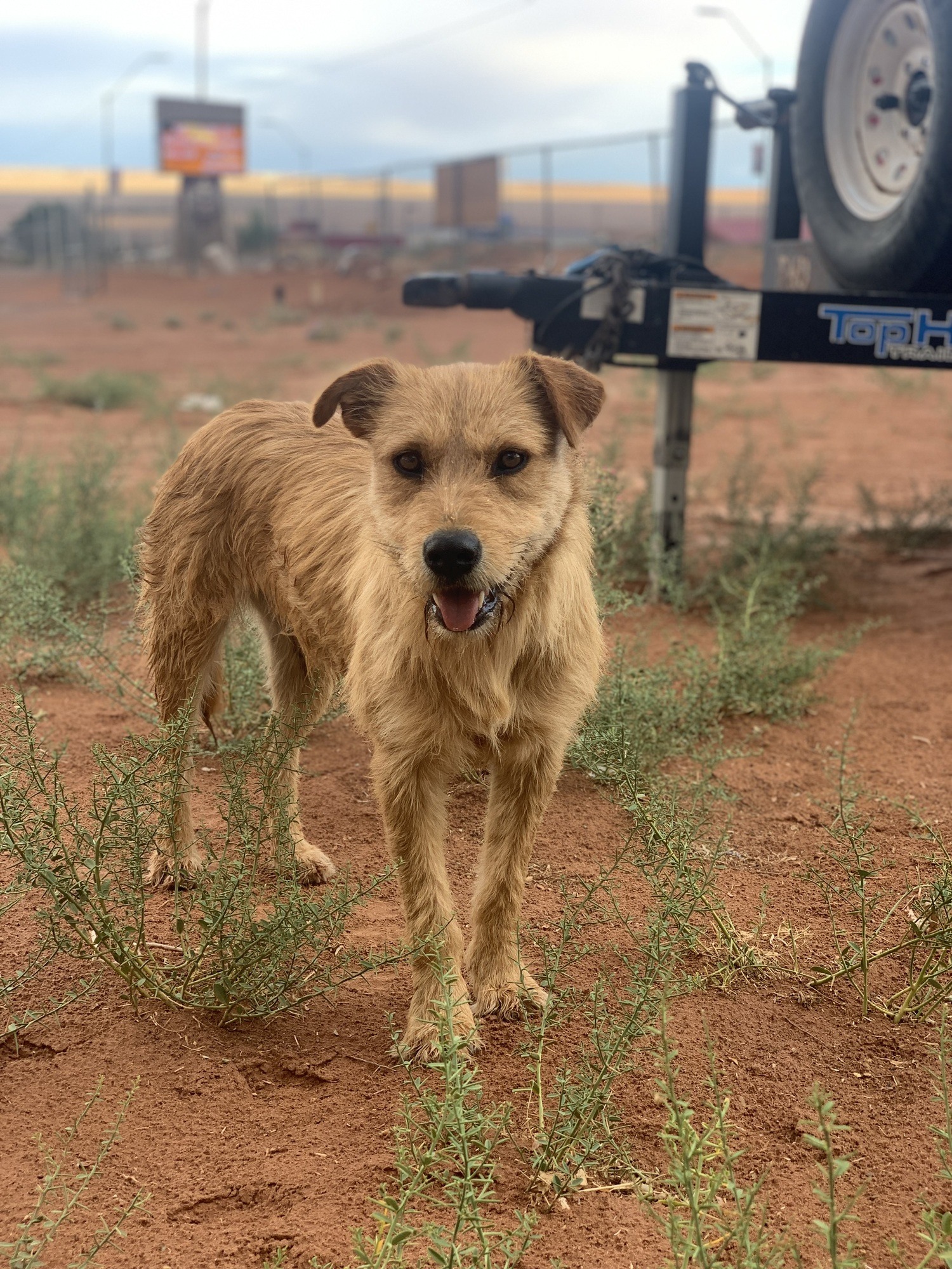 A scruffy, tan dog on the Navajo Nation