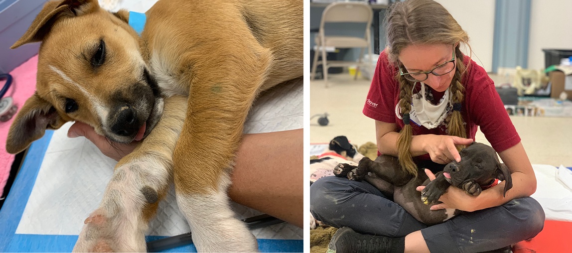 Side-by-side of dogs in recovery after their spay or neuter surgeries