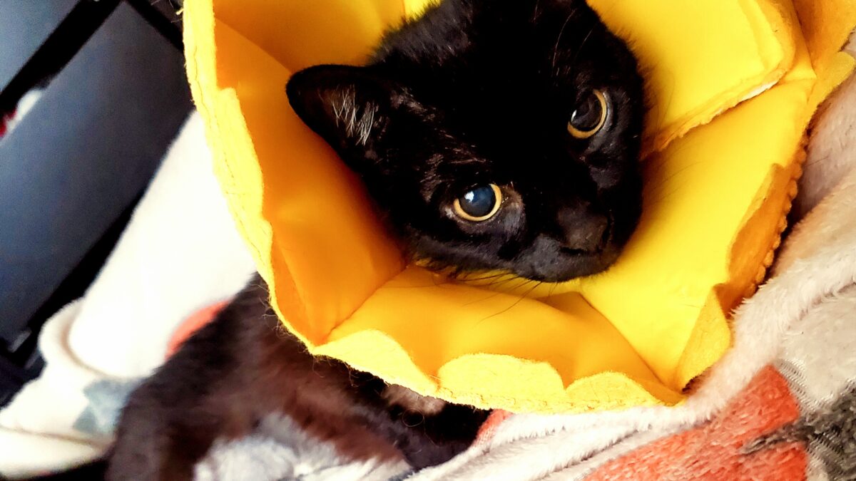 A black cat with green eyes wears a yellow cone after surgery