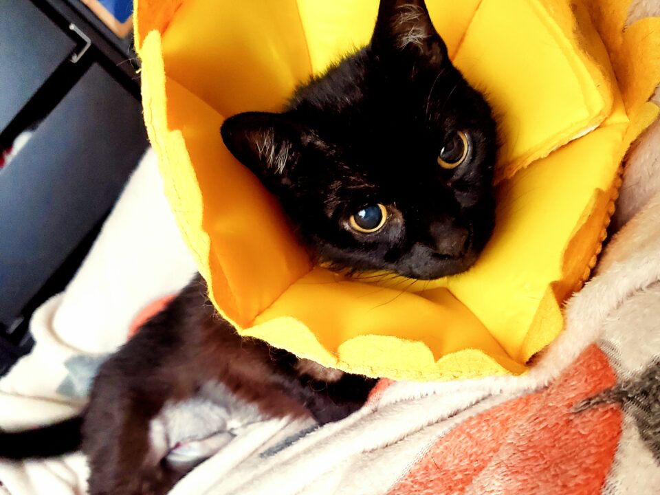 A black cat with green eyes wears a yellow cone after surgery