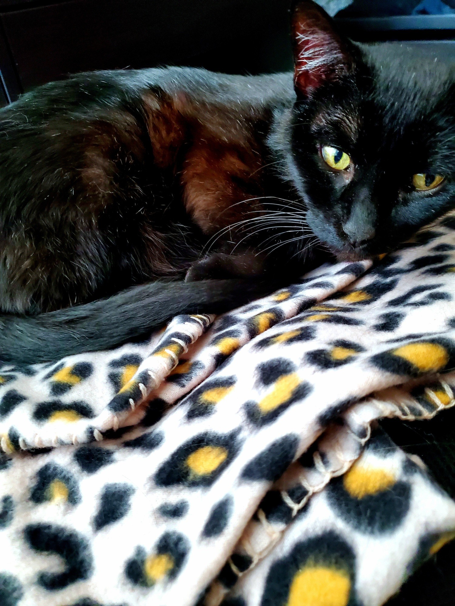 A black cat with green eyes lays on a leopard print blanket