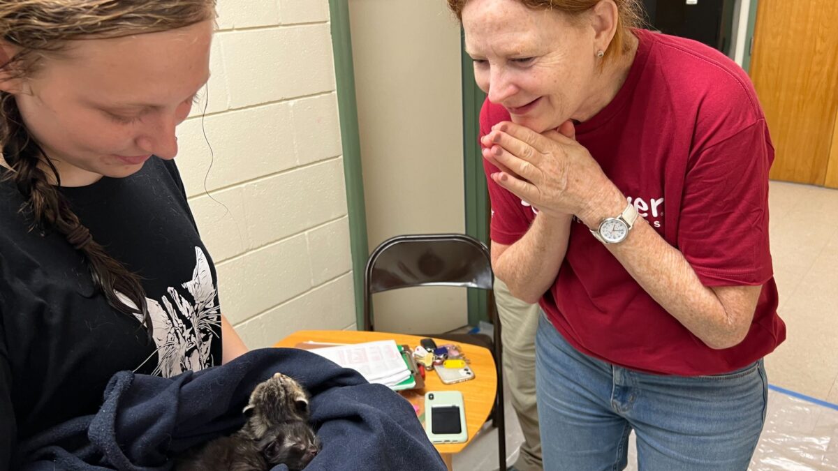 A RedRover Responders volunteer looks at a kitten on a TNR deployment