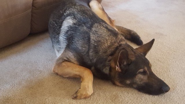 A German Shepherd lies on the floor of his family home
