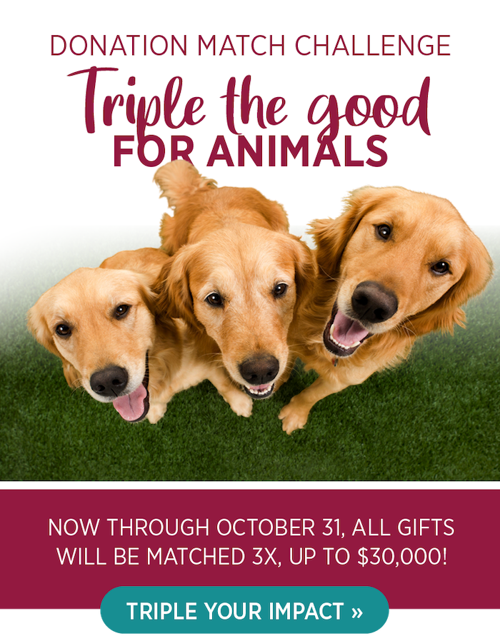 Image of three golden retrievers look at the camera with text that says "Donation match challenge. Triple the good for animals. Now thorugh October 31 all gifts will be matched 3x up to $30,000. Triple your impact" 
