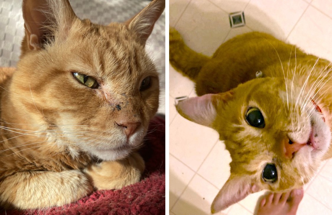 Side-by-side of an orange cat's face