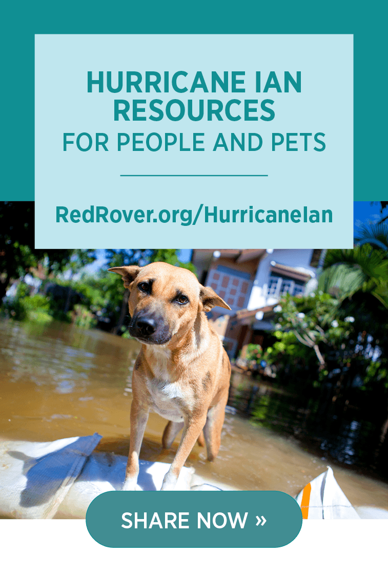 Hurricane Ian resources for people and pets