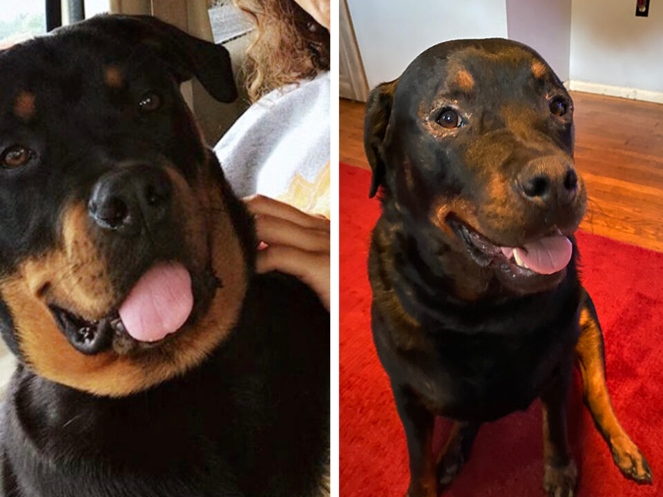 Two side-by-side photos of Roxie, a Rottweiler