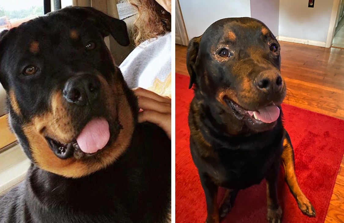 Two side-by-side photos of Roxie, a Rottweiler