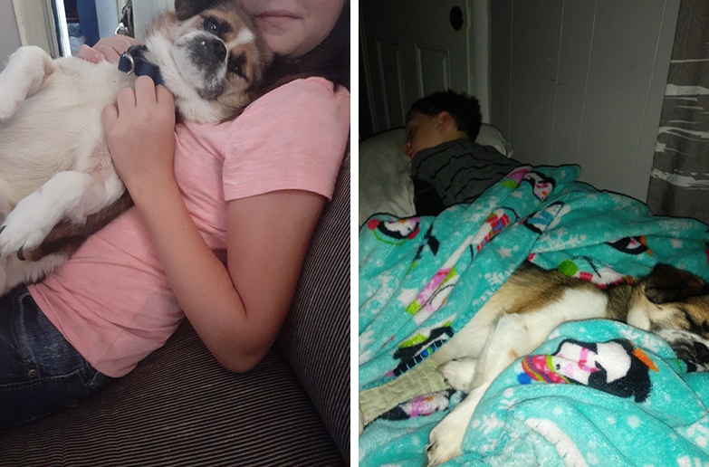 Side-by-side collage: Photo on the left shows a small tri-colored dog in the arms of a child wearing a pink shirt. Photo on the right shows the same dog asleep beside his child family member