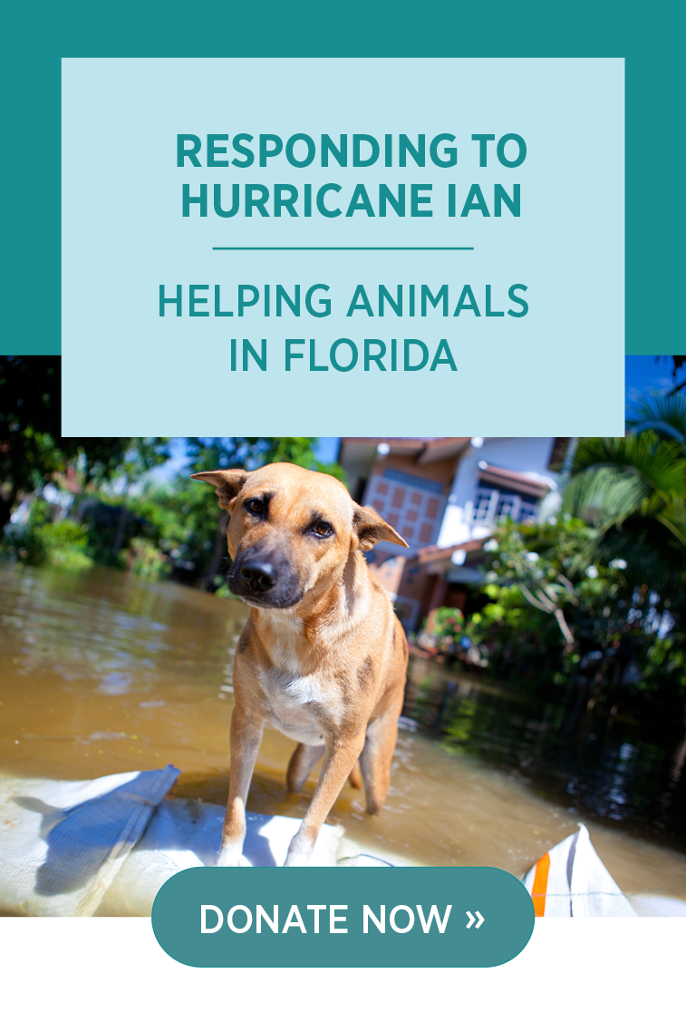 A photo of a dog in floodwaters. Text says "Responding to Hurricane Ian: Helping animals in Florida. Give now"
