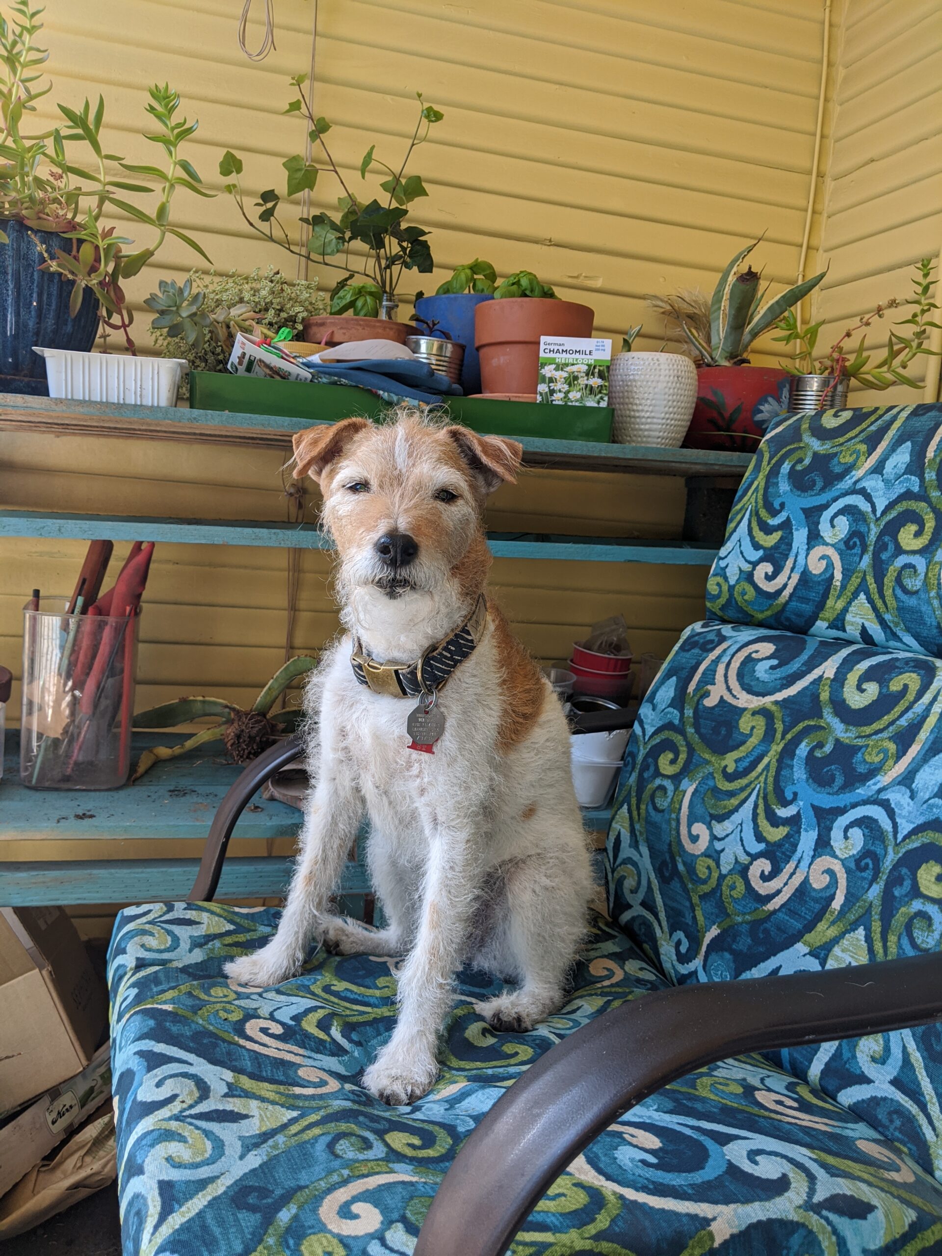 Macy, a tan and white scruffy terrier sites on a blue and green paisley patterned chair