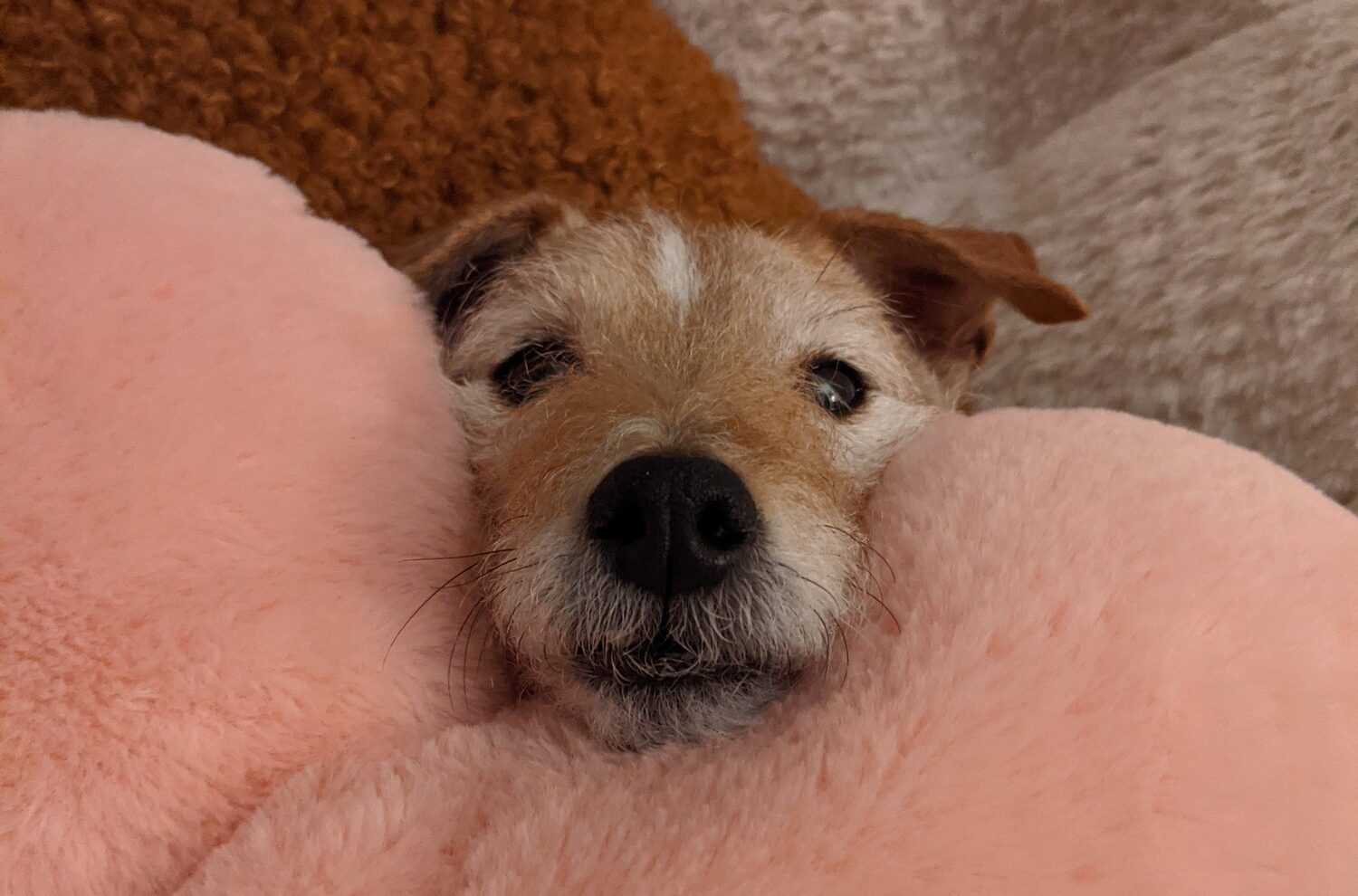 Macy, a tan and white scruffy terrier rests her head on a pink cushion