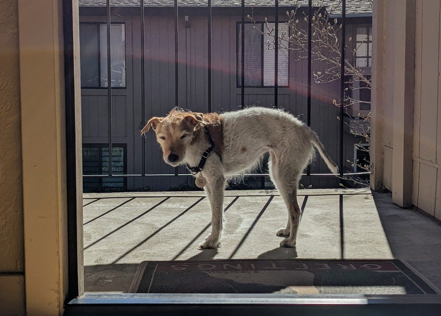 Macy, a tan and white scruffy terrier stands on an apartment balcony