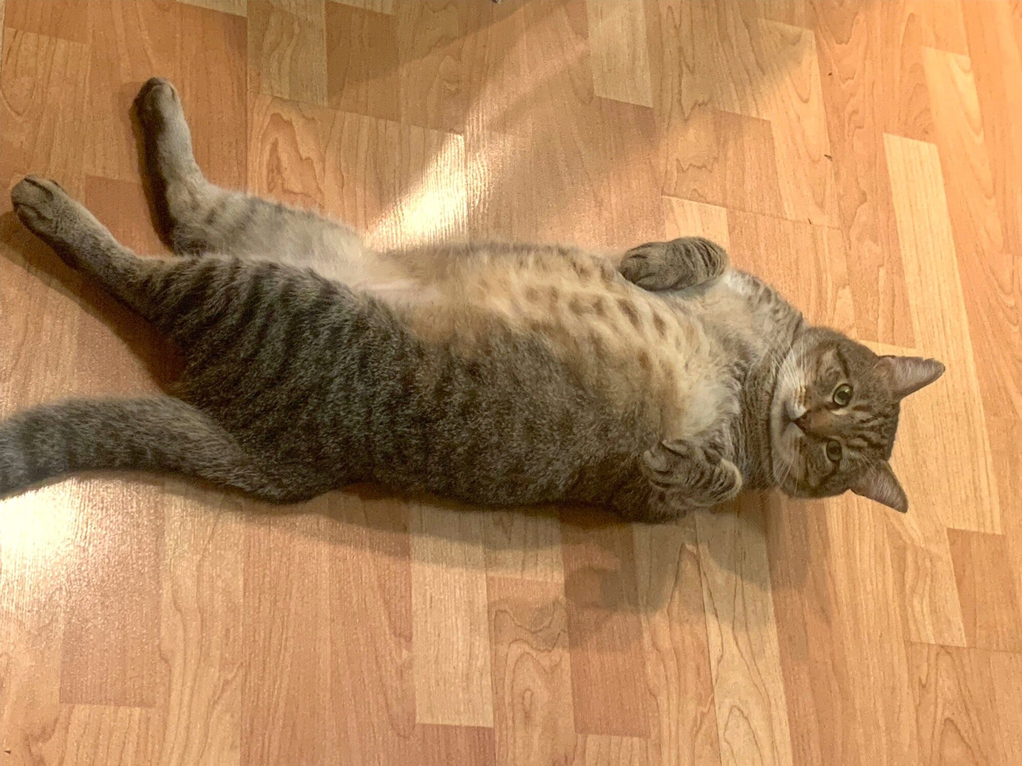 A gray tabby named Carlos lies on his back and looks at the camera