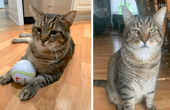 Side-by-side photos of a gray tabby cat named Carlos. On the left, Carlos lies with a softball between his paws. On the right, he sits and looks at the camera.