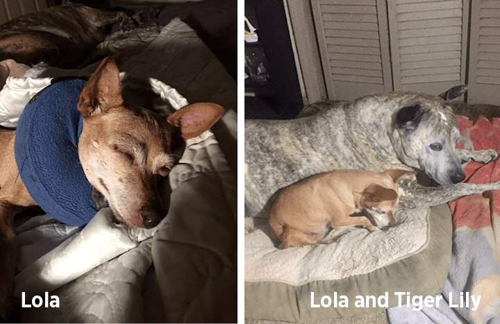 Side-by-side images: on left, Lola the tan Chihuahua naps on her owner's lap. On the right, Lola sleeps beside her sister, a white and black-speckled dog