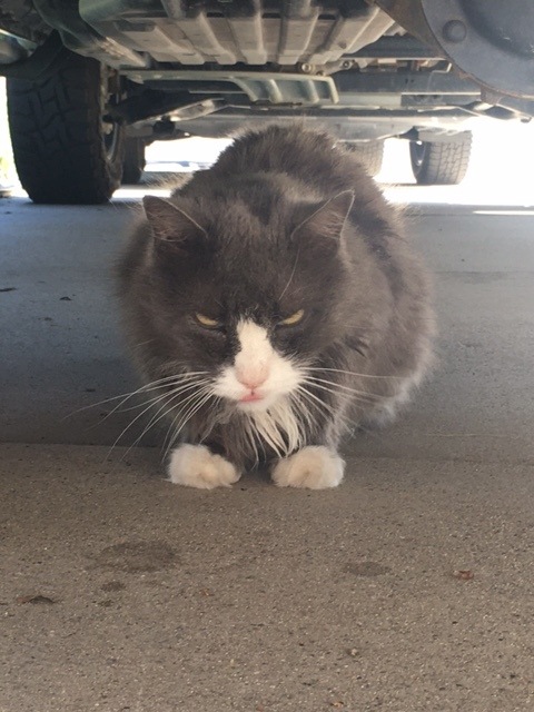 A gray and white cat looks upset under a car