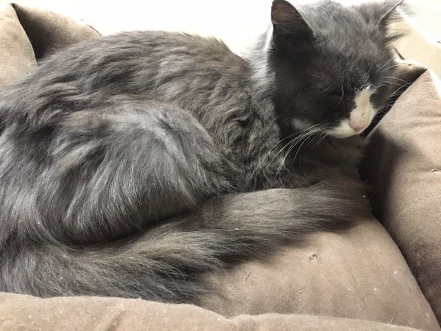 A gray and white long-haired cat naps on a cushion