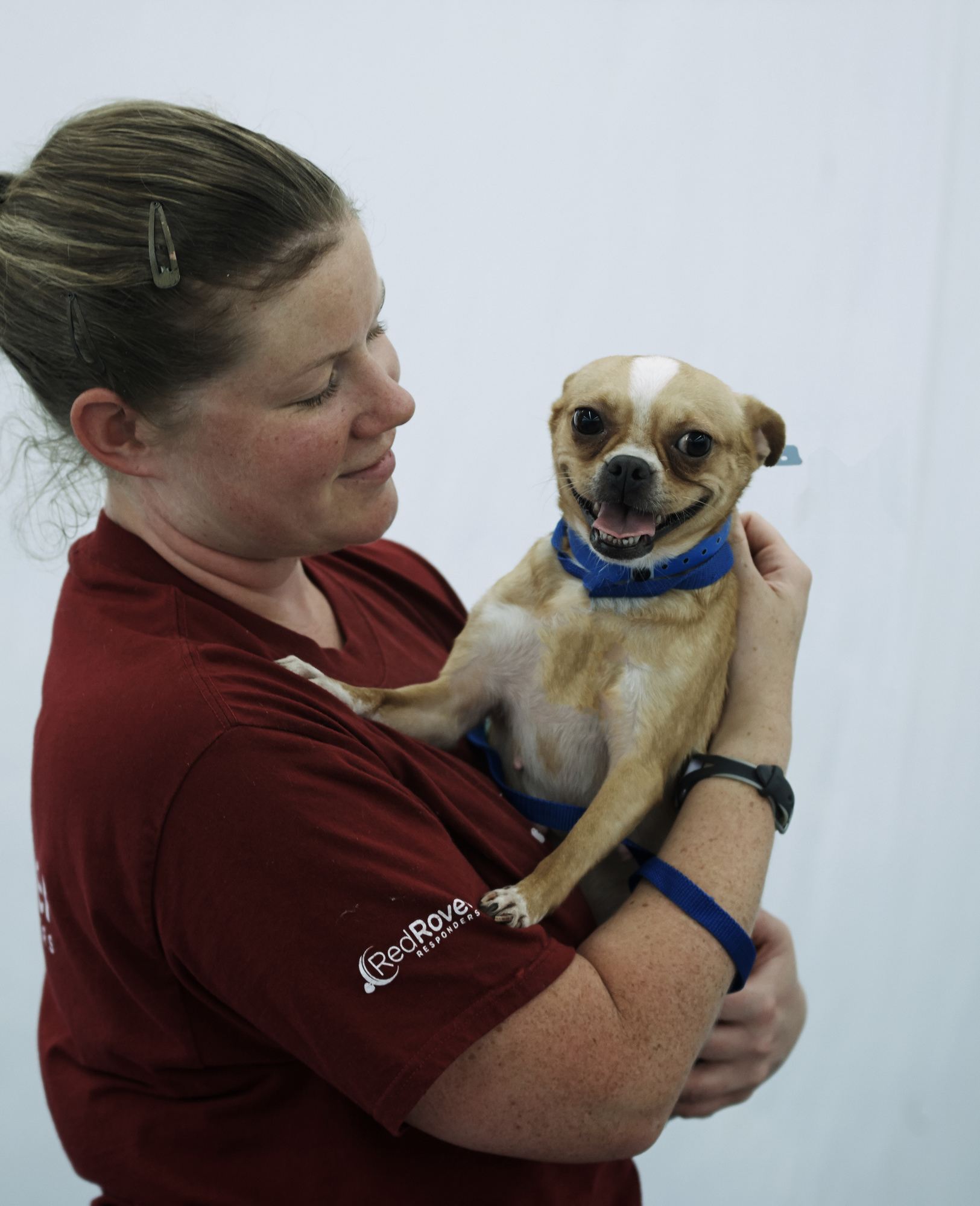 A volunteer in a red shirt holds a happy pug or chihuahua mix dog