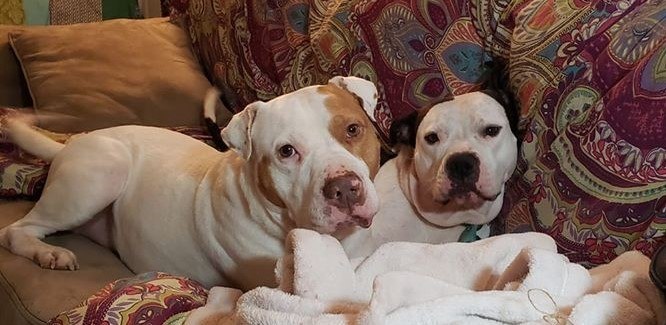 Two pitbull mix dogs on a couch named Austin and Sweet Pea. Austin on the left is brown and white and Sweet Pea on the Right is black and white.