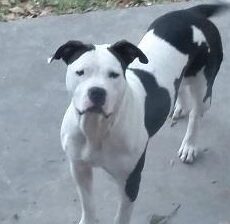 Sweet Pea is a black and white pitbull mix standing on a concrete patio