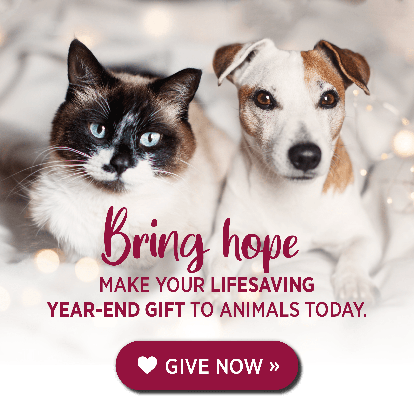 Bring hope. Make your lifesaving year-end gift to animals today. Click to give now.