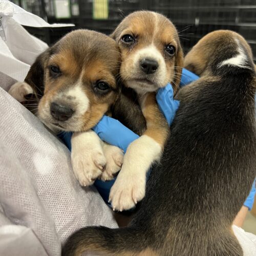 Group of three beagle puppies being held by a person in a coat