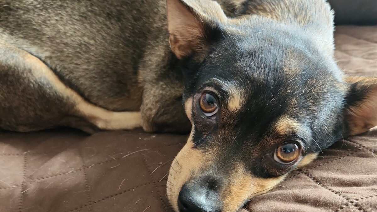 Image of a black and tan Chihuahua mix lying curled up on a brown couch.