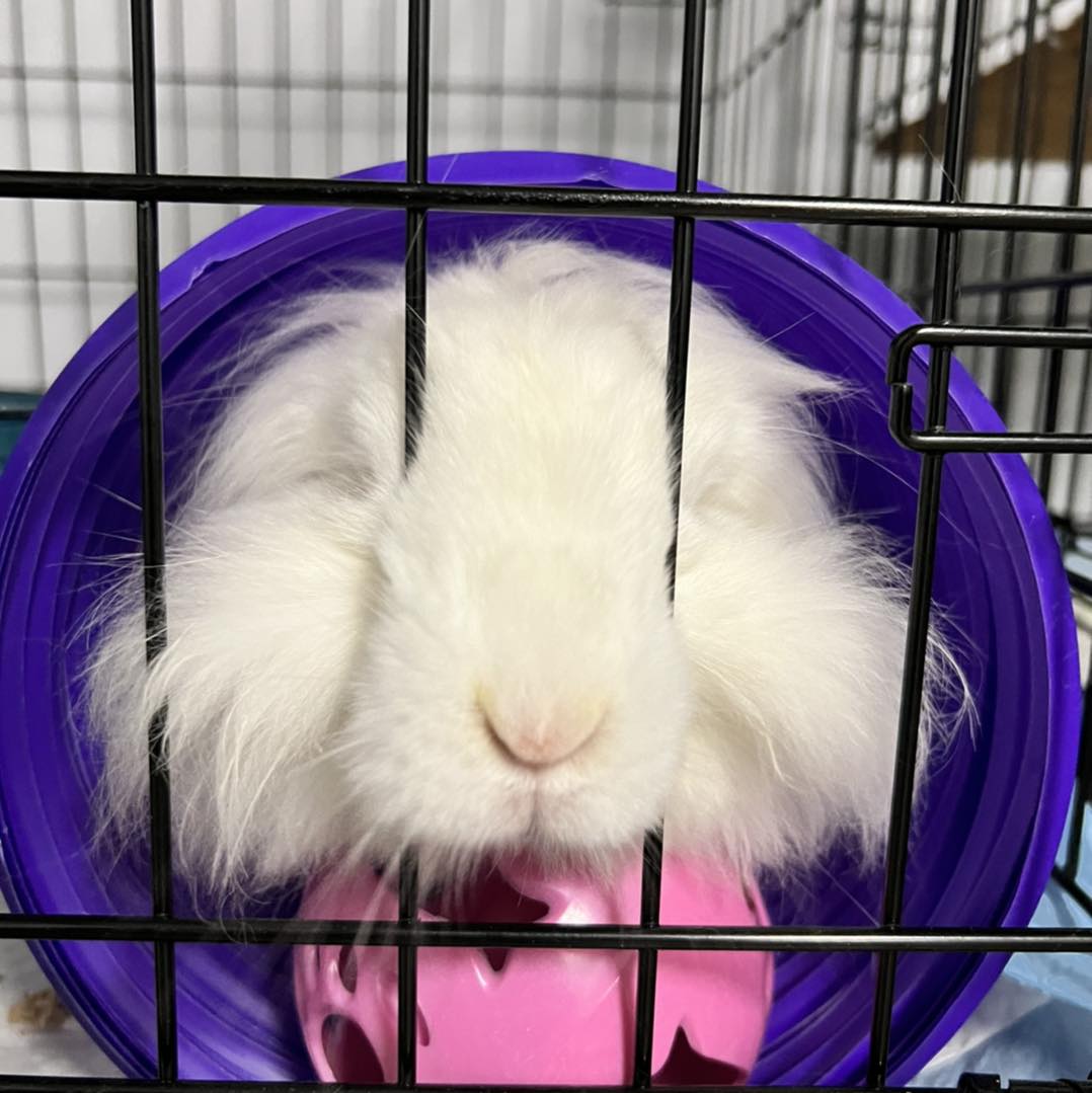 Image of a fluffy white domestic rabbit in a crate, resting her head in a purple tunnel and peeking through the crate bars