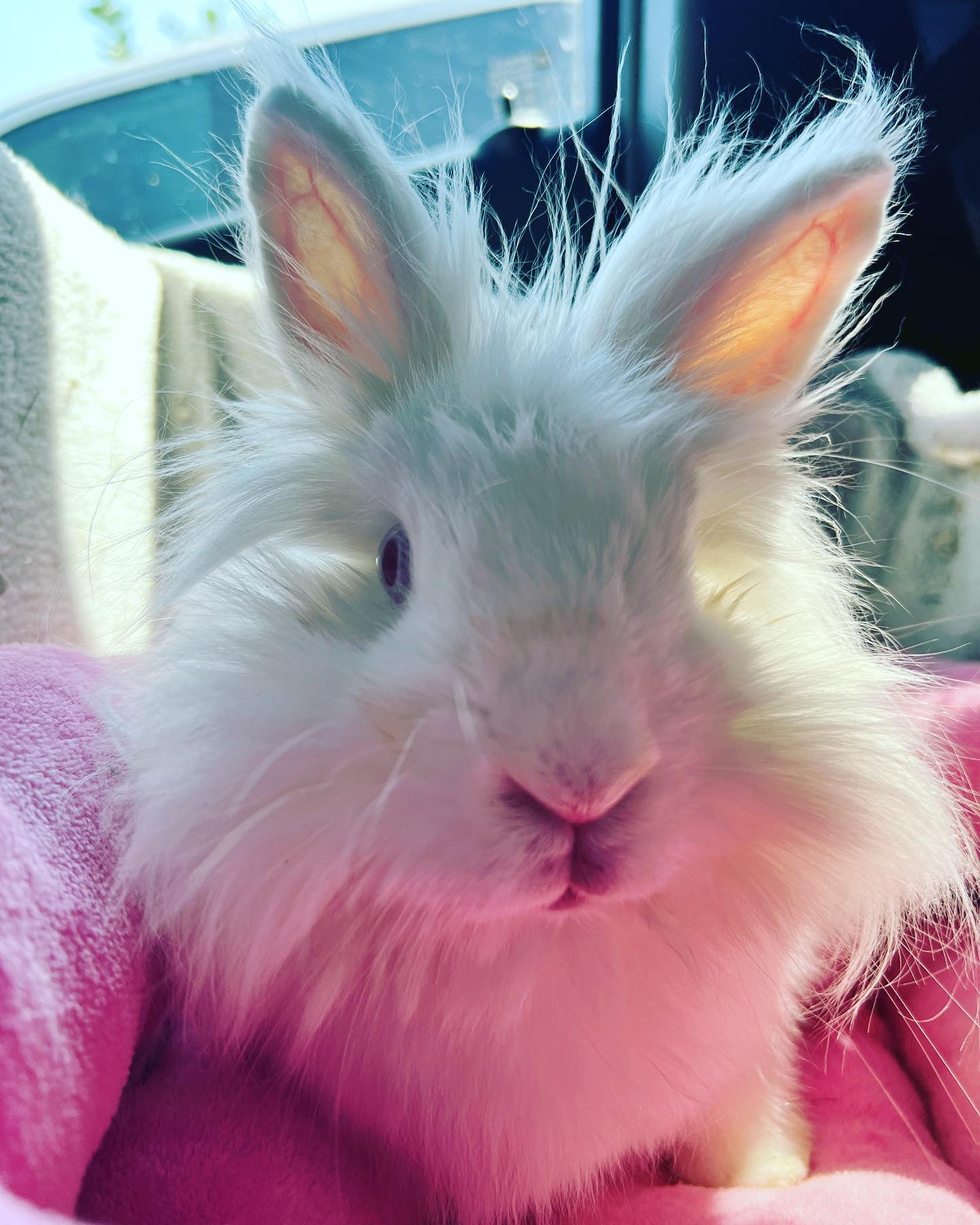 Image of a fluffy white domestic rabbit in a pink pet bed.