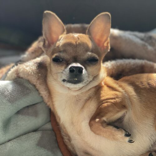 Tan colored chihuahua with curled feet