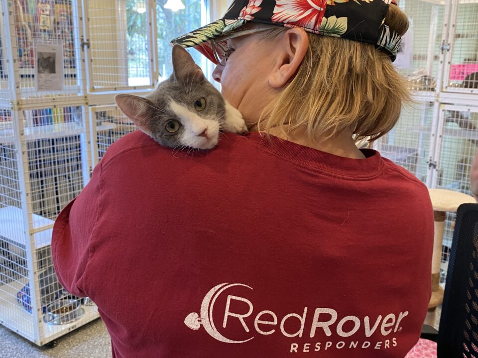 A person holds a cat in the cat room of a shelter. The person's back is to the camera and they are wearing a red RedRover Responders volunteer tshirt and a floral baseball cap. The gray and white cat is peering over the person's shoulder and looking at the camera.