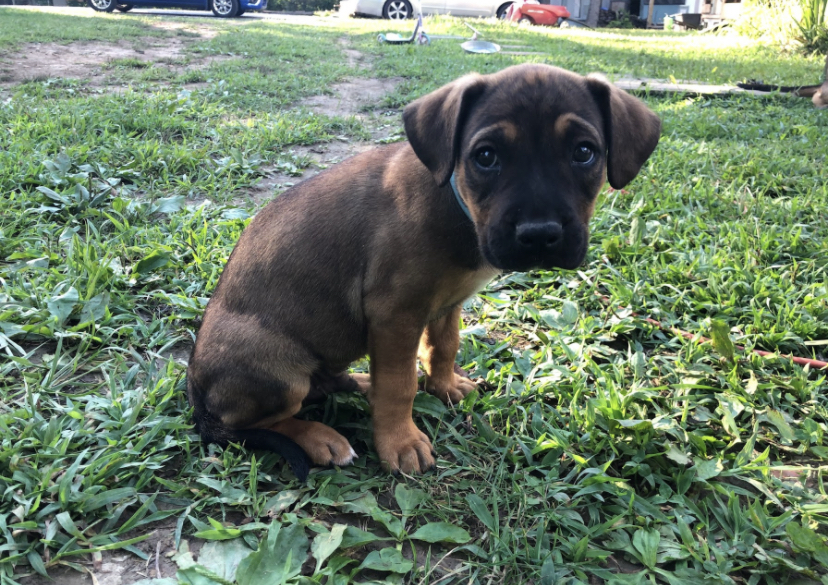 Baxter is a brown and tan mixed-breed puppy sitting in the grass and looking at the camera