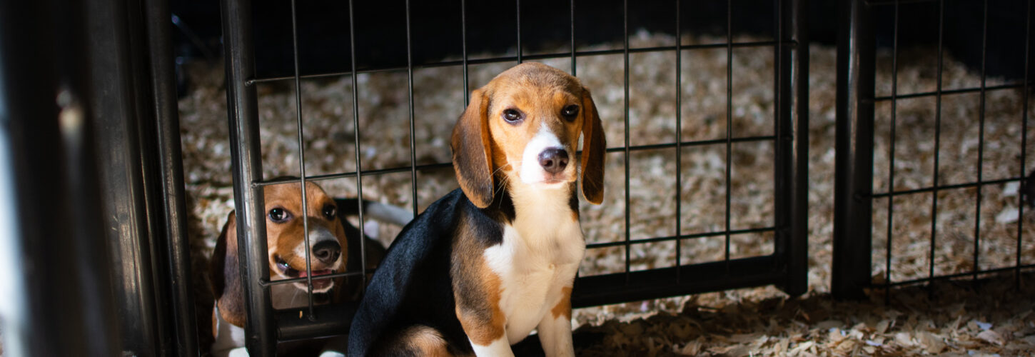Rescued beagle puppies look at the camera from their enclosure