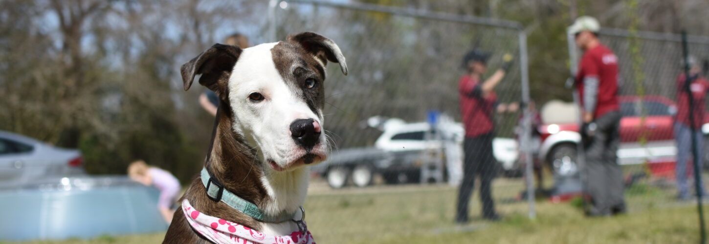 A bringle and white dog with a pink bandana around her neck sits outside on a sunny day. RedRover Responders volunteer work in the background behind her assembling a dog enclosure