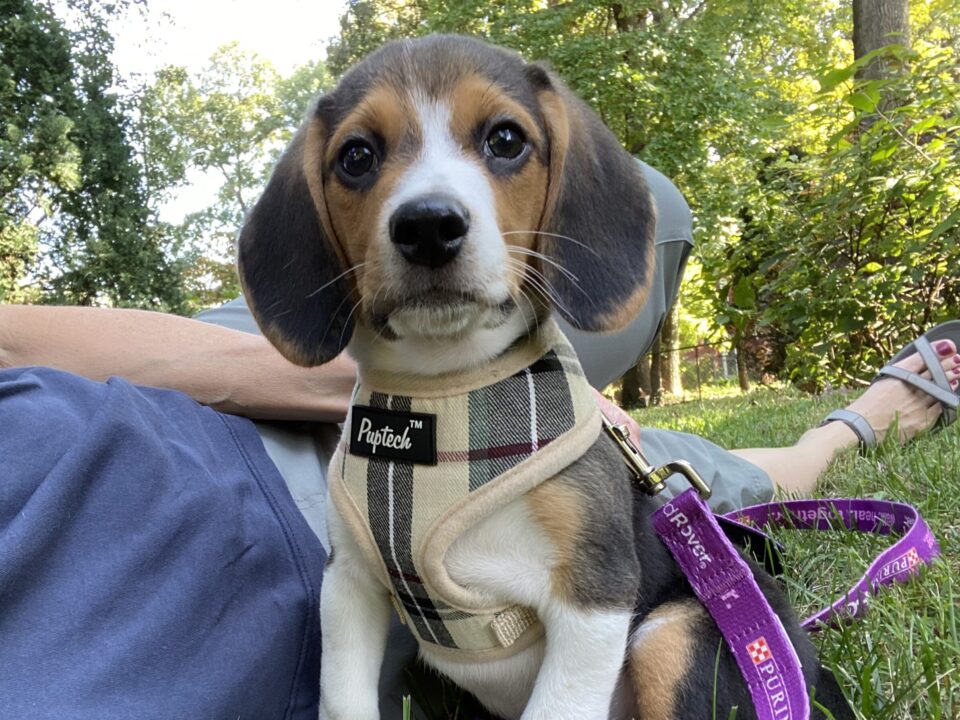 Finn is a beagle puppy sitting in grass. He is wearing a plaid harness and purple Purple Leash Project leash