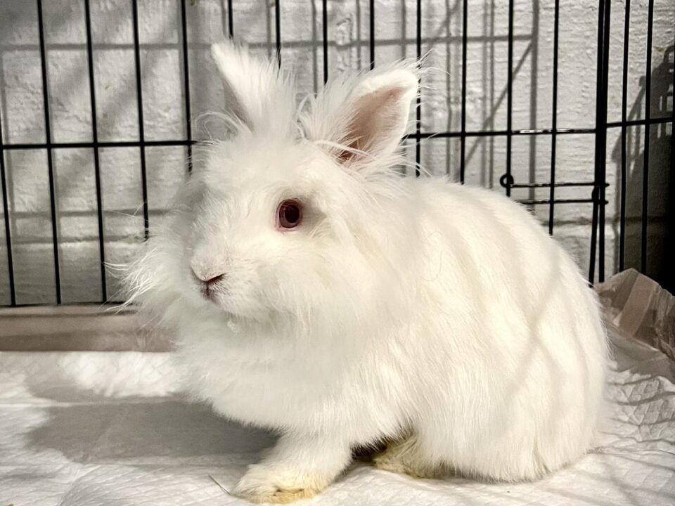Image of a fluffy white domestic rabbit standing in her crate