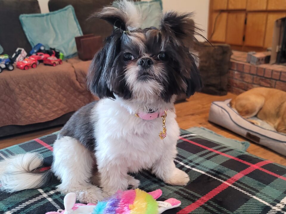 Mia, a black and white Shih Tzu with her fur in pigtails sits on a green, red, and white plaid blanket looking at the camera