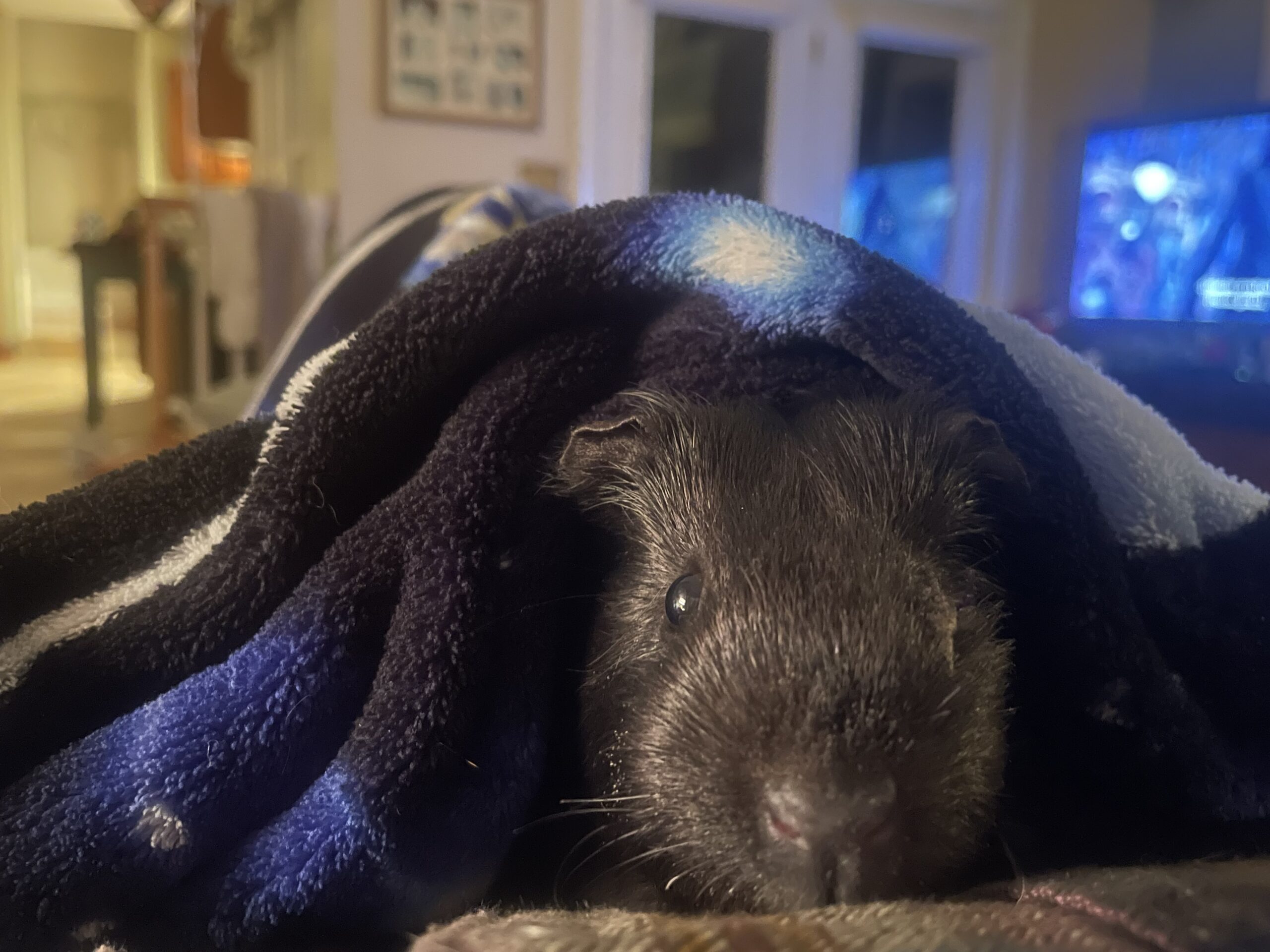 A black guinea pig rests under a black and blue blanket 