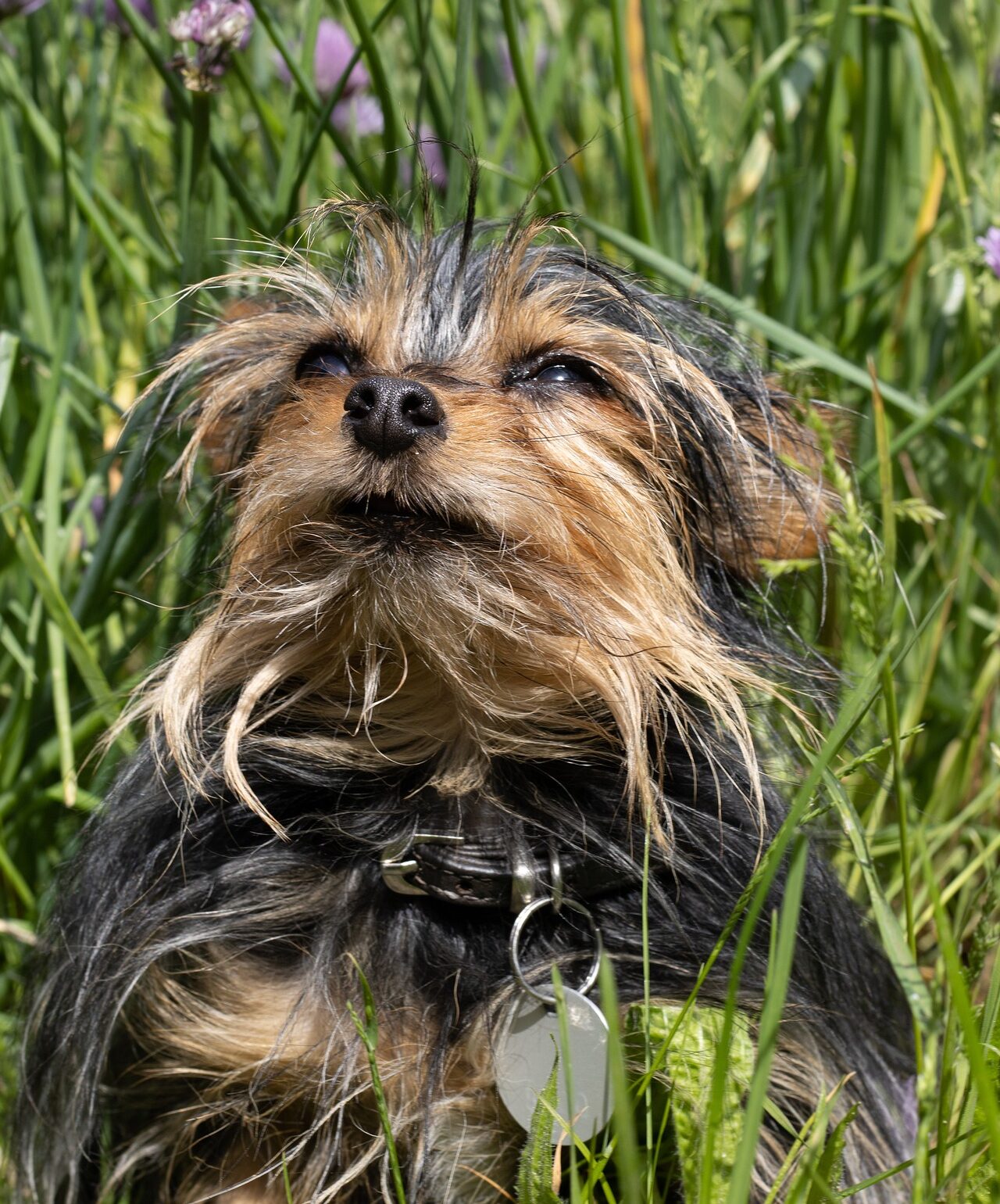 Photo of a gray and tan Yorkie mix in the grass
