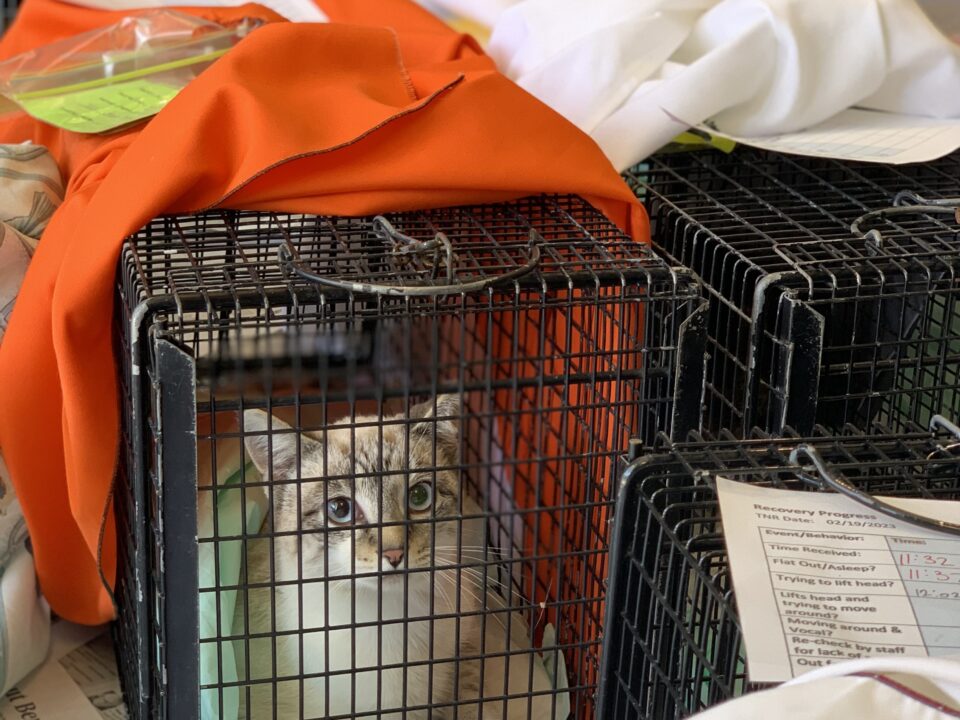 A cat rests in a TNR trap as part of the Coastal Cats TNR initiative.